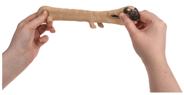 Fotografías del perro elástico y su expositor