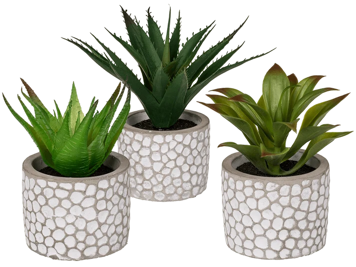 Tres modelos de suculentas decorativas en macetas de cemento blanco y gris