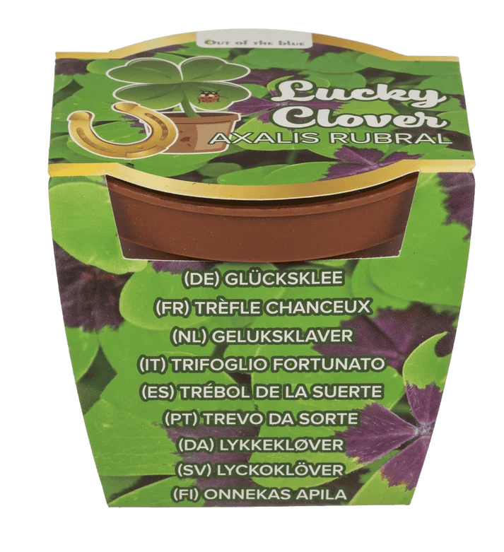 Trébol de la suerte Oxalis rubra en maceta con su presentación Lucky Clover