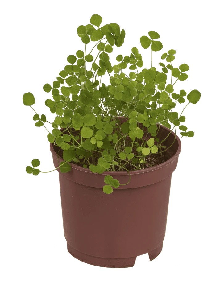 Fotografía ilustrativa de trébol de la suerte Oxalis rubra cultivado en maceta